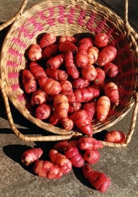 Oxalis tuberosa (oca-tubérculos)